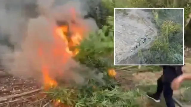 diyarbakirda piyasa degeri 1 milyar lira olan 12 bin 865 kok kenevir ele gecirildi FBrW5a7c