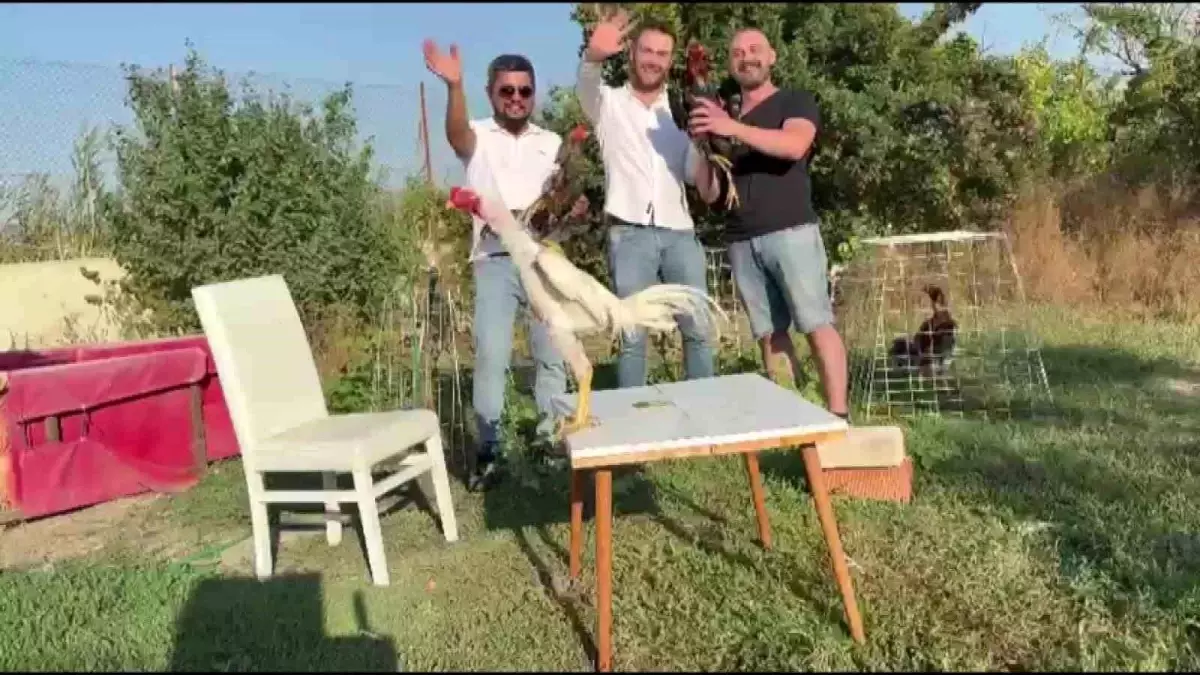 dugunde 250 bin tllik hint horozu hediye edildi tJ7cdq5E