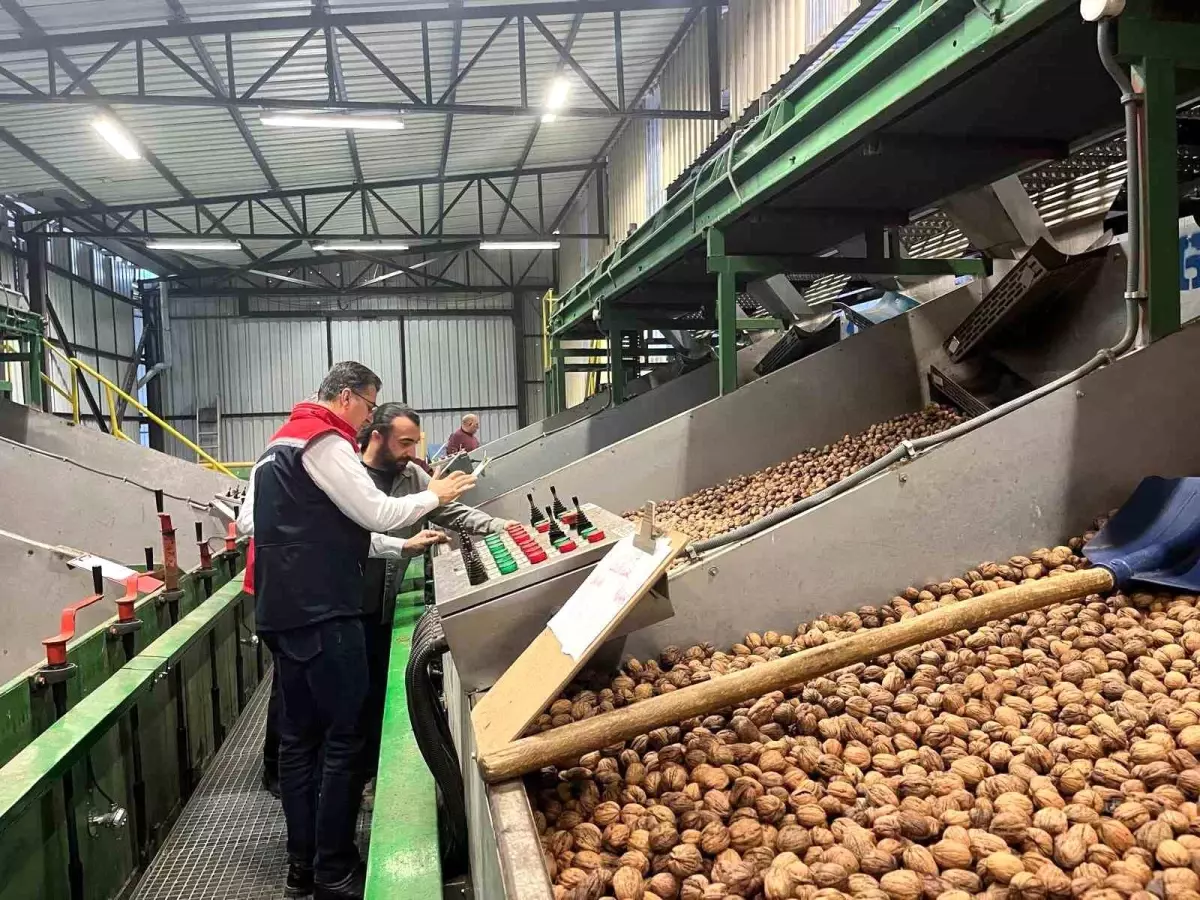 ceviz uretimi destekleniyor WBDjSnWu.jpg