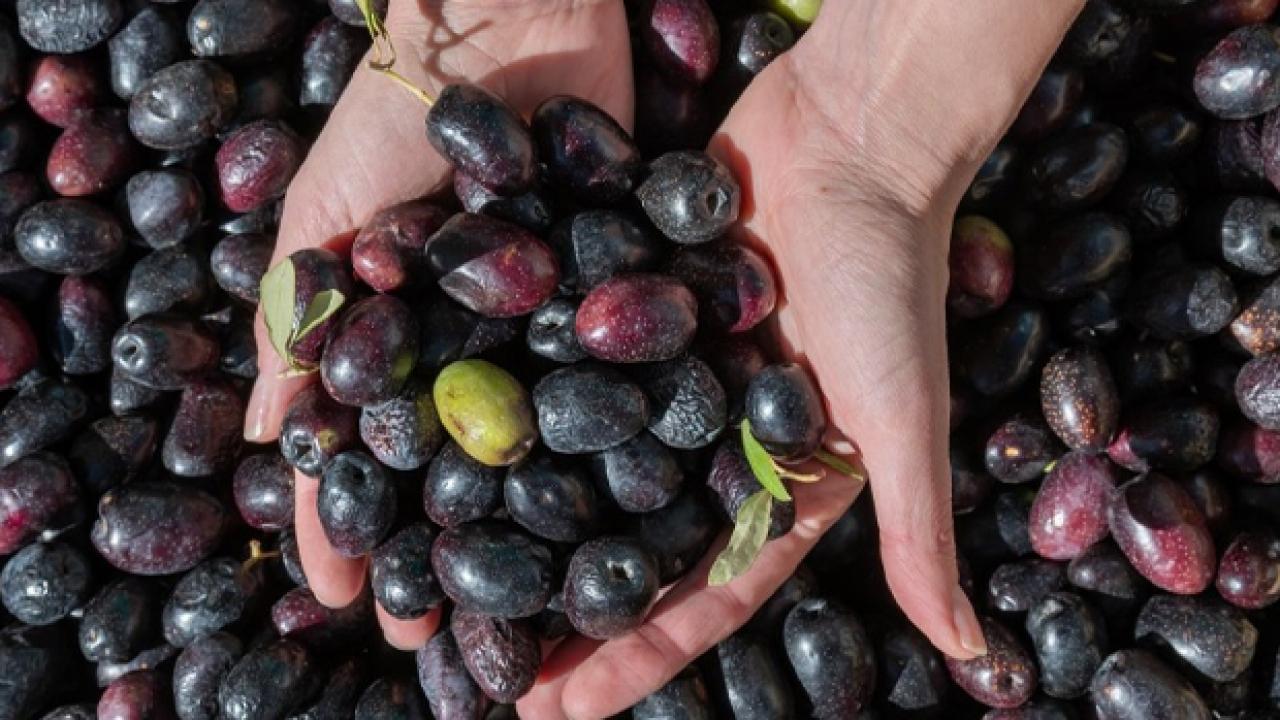 marmarabirlikten yeni karar kota uygulamasi kaldirildi vp9yWQK7.jpg