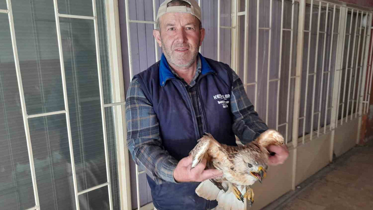 Tarlada Bulunan Yaralı Kızıl Şahin, Vatansever Bir Çiftçi Tarafından Kurtarıldı