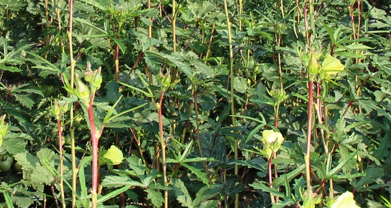 Türkiye’de Nefret Edilen Bamya, Japon Mutfağında Neden Sevilir?