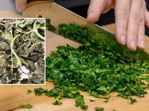 Demetlerin arasına karışıyor, iki dalı nefes kesiyor! Dünyanın en tehlikeli bitkisiymiş